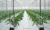 Агротекстиль Agrojutex белый 130г/м2 - 1x100м