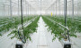 Агротекстиль Agrojutex белый 130г/м2 - 2.10x100м